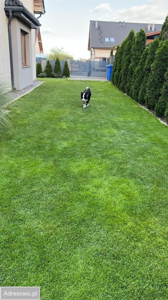 bliźniak, 4 pokoje Banino, ul. Potokowa. Zdjęcie 17