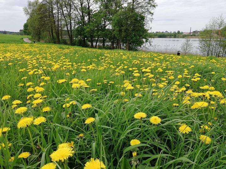 Działka budowlana Adamowo