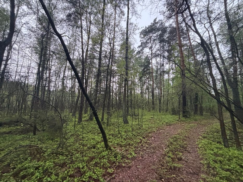 Działka leśna Szczepankowo. Zdjęcie 7