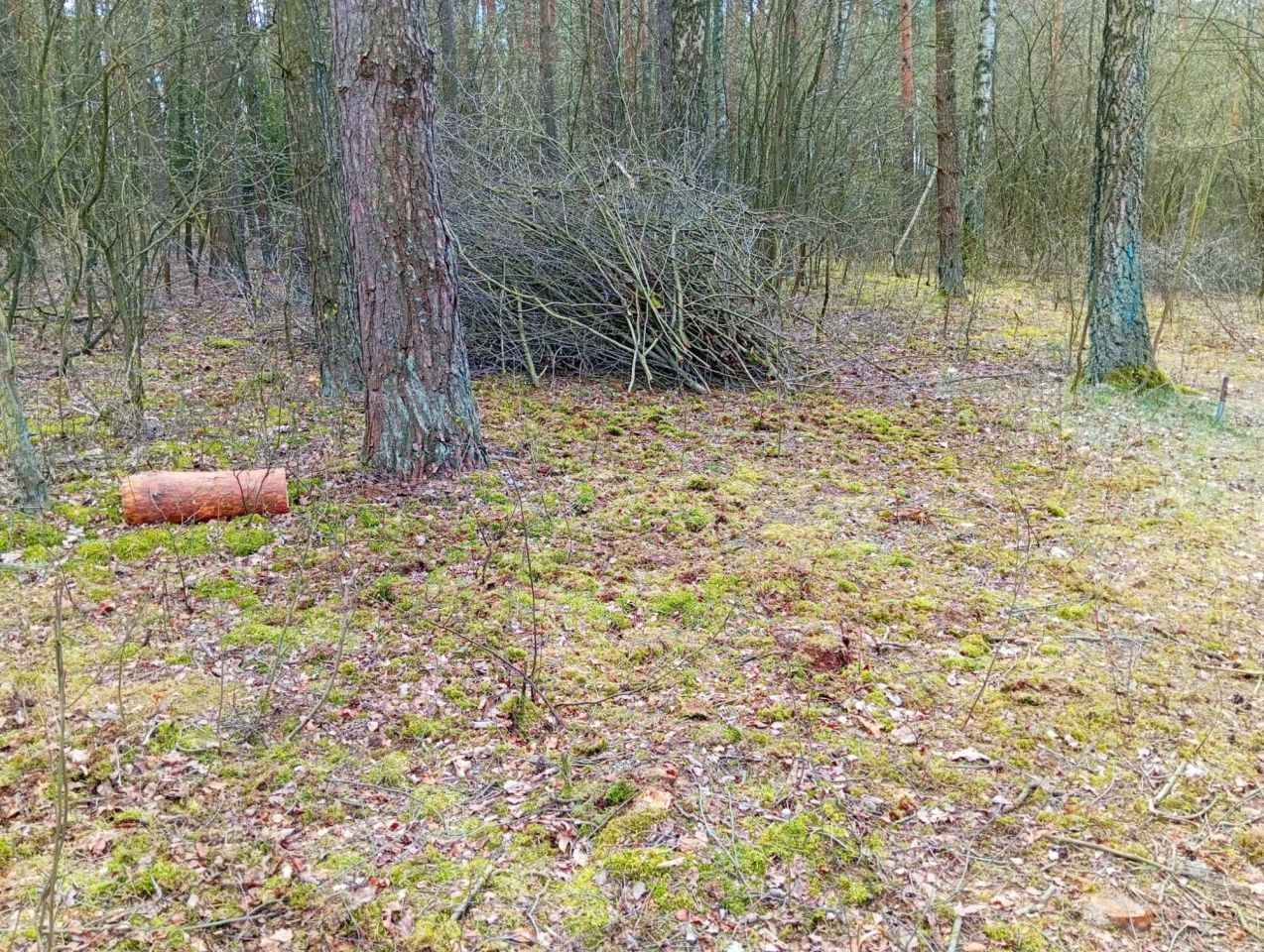 Działka leśna Ludwikowo