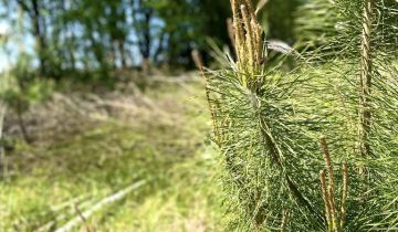 Działka budowlana Stare Czarnowo, ul. Szczecińska