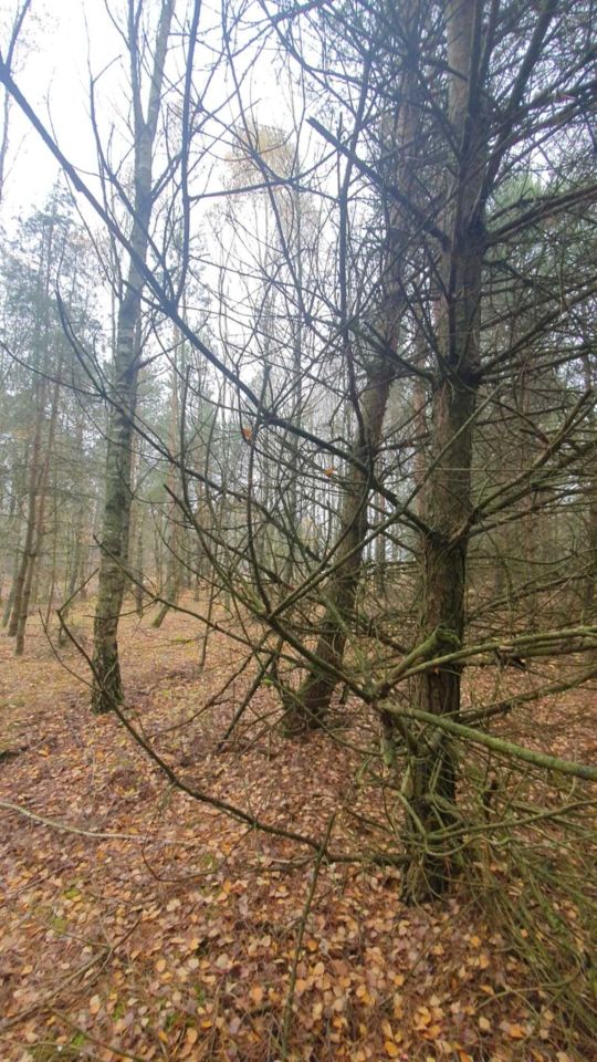 Działka leśna Helenów. Zdjęcie 3