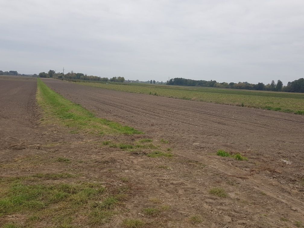 Działka rolna Komsin. Zdjęcie 2