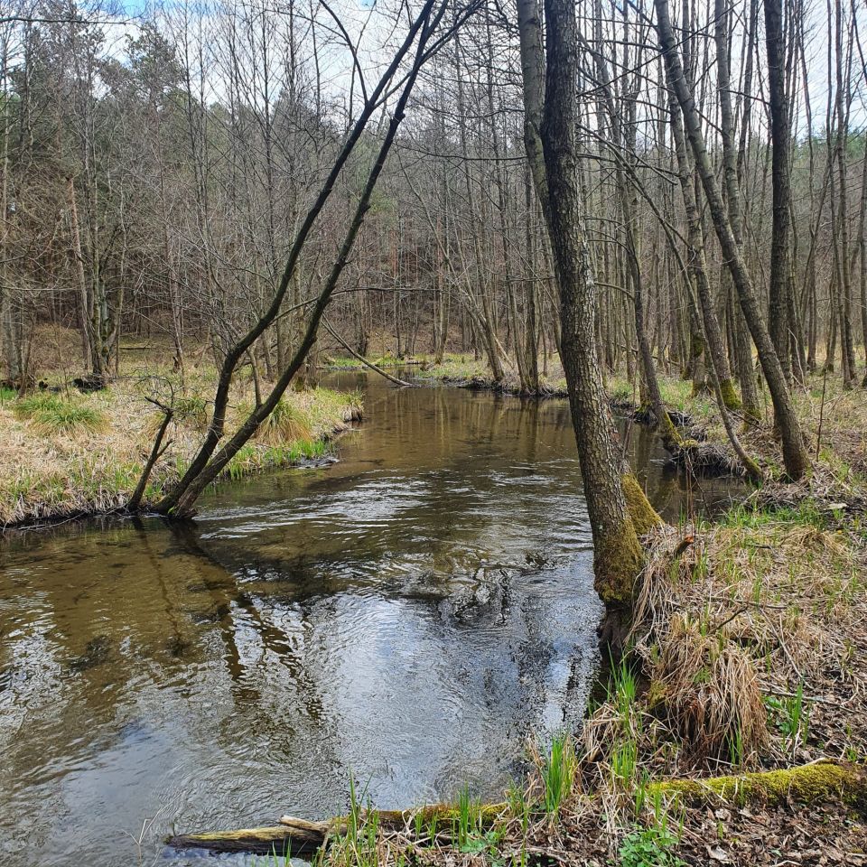 Działka rolno-budowlana Golce. Zdjęcie 6