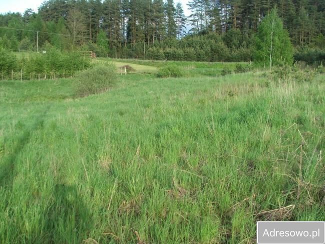 Działka rolna Giby. Zdjęcie 5
