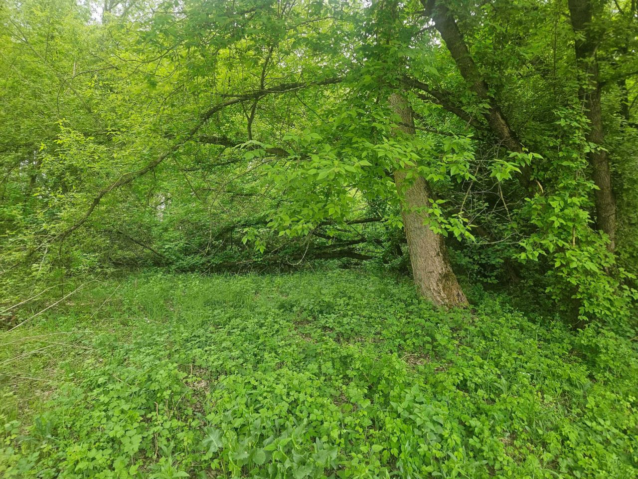 Działka leśna Ciepielewo. Zdjęcie 4