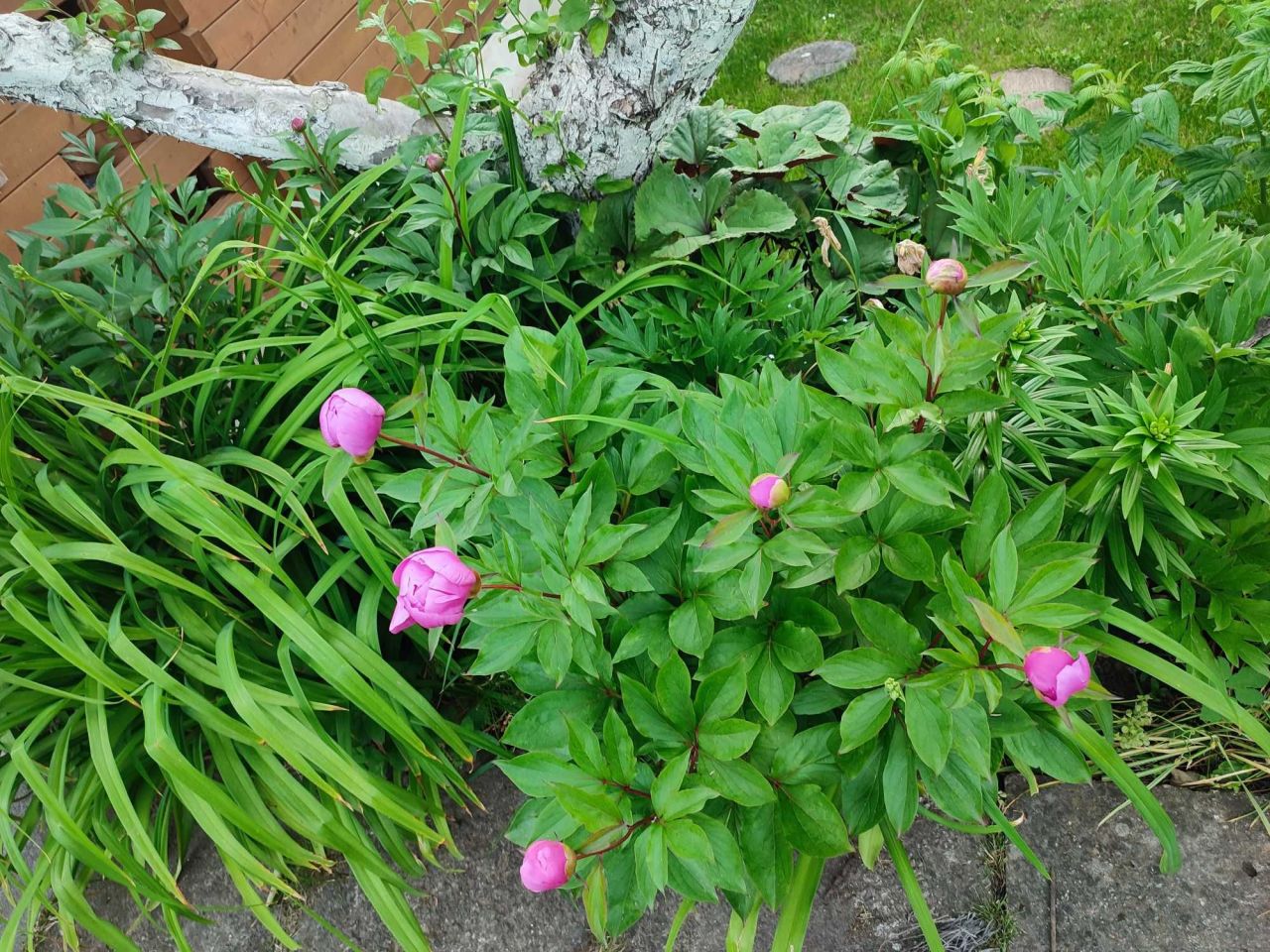 Działka rod Szczecin Bukowo, ul. Bajeczna. Zdjęcie 3