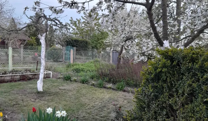 Działka rod Szczecin Golęcino, ul. Hoża