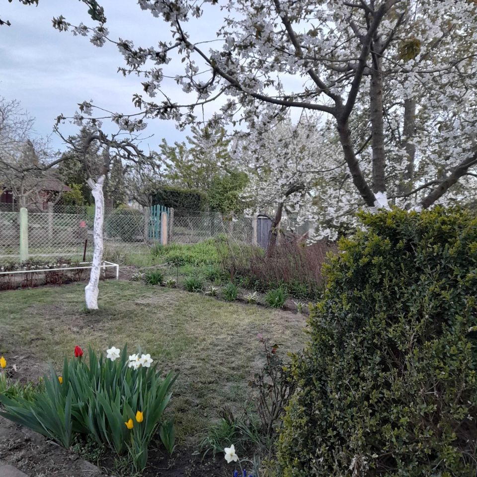 Działka rod Szczecin Golęcino, ul. Hoża. Zdjęcie 1