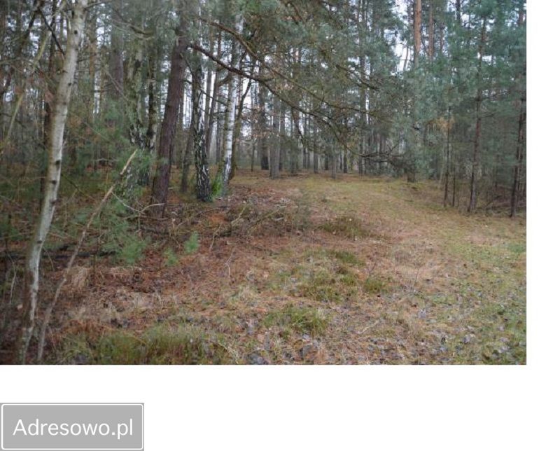 Działka leśna Bartniki, ul. Spokojna. Zdjęcie 7