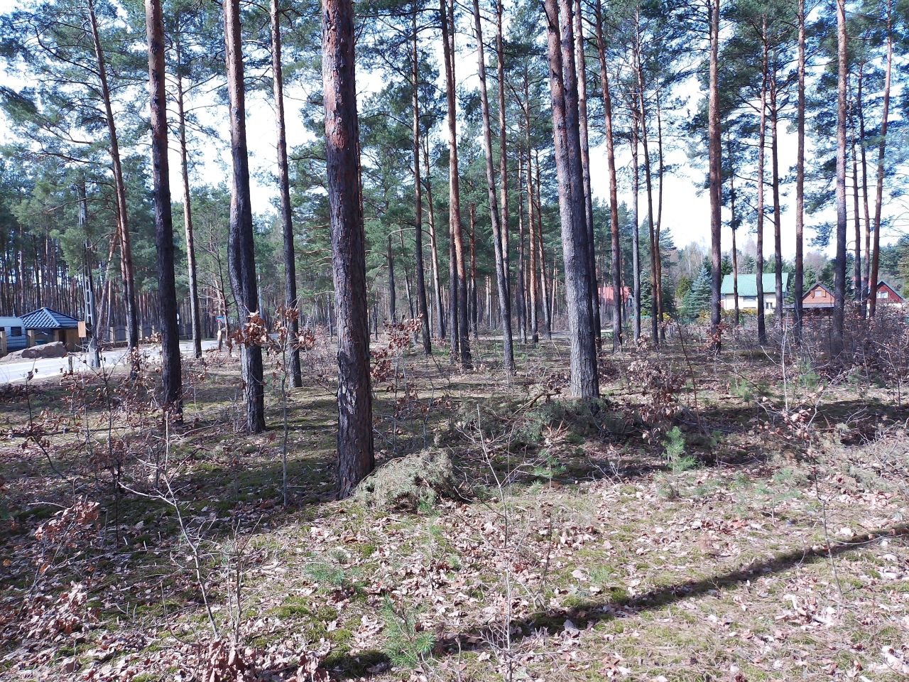 Działka budowlana Marynino, Sosnowa. Zdjęcie 46