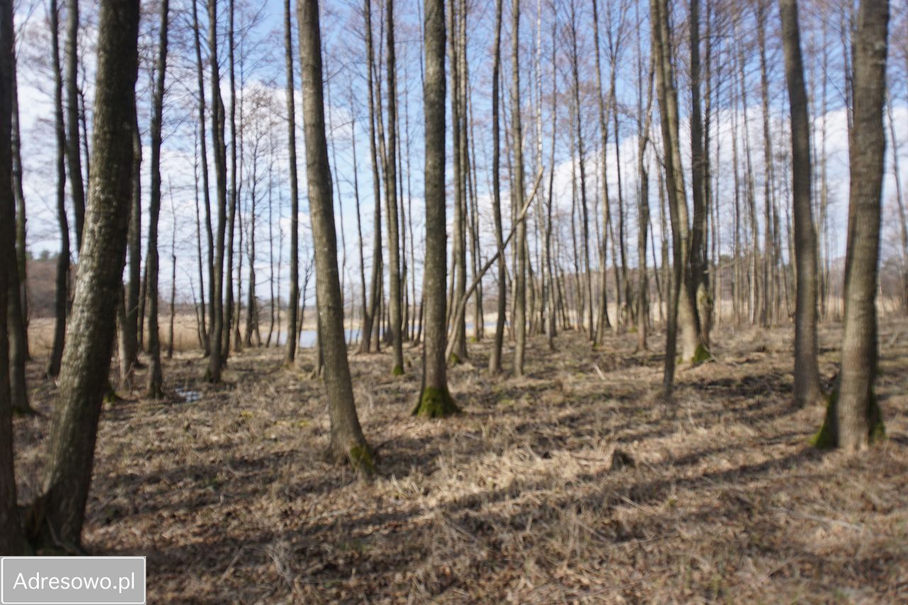 Działka rekreacyjna Dźwierzuty. Zdjęcie 5