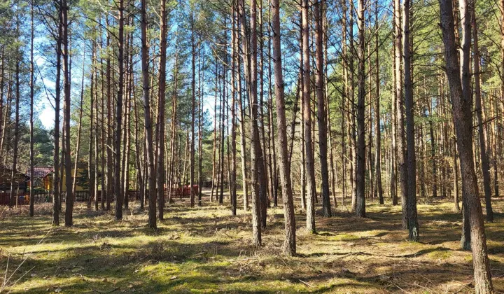 Działka leśna Żebrowo