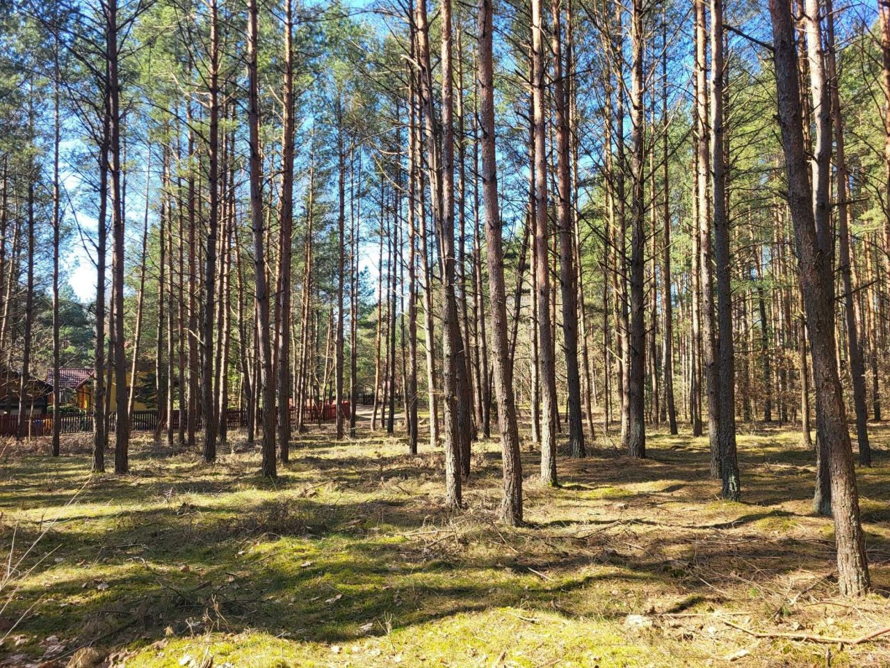 Działka leśna Żebrowo. Zdjęcie 1