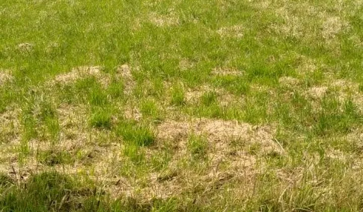 Działka budowlana Kostomłoty Drugie, ul. Gajowa