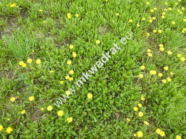 Działka budowlana Michałowice. Zdjęcie 4