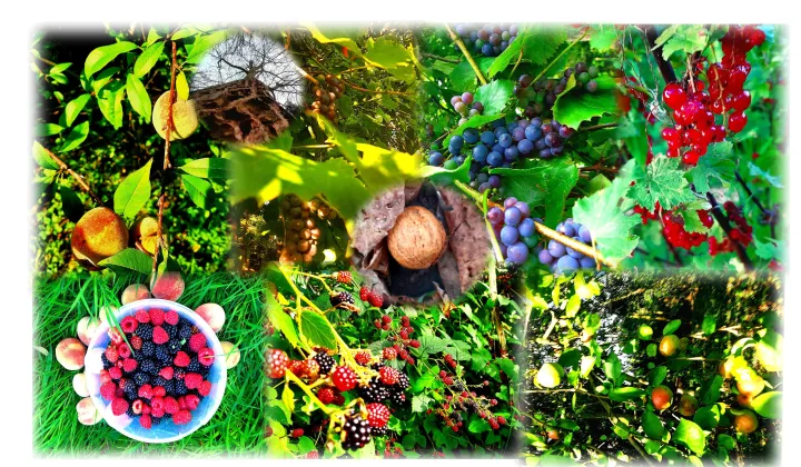 Działka rod Gliwice Stare Gliwice, ul. Kozłowska