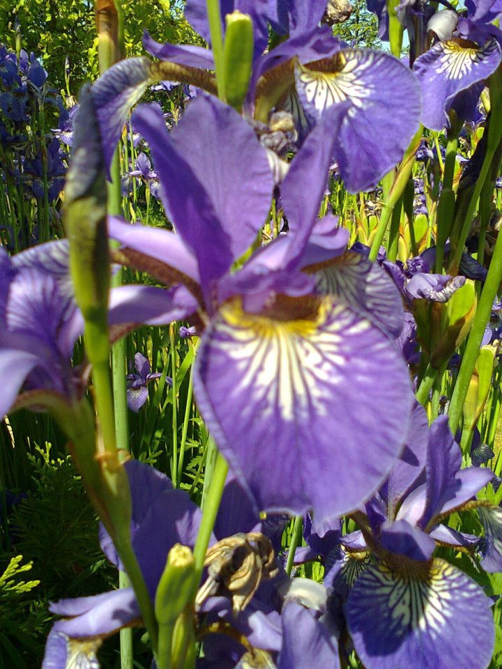 Działka rekreacyjna Częstochowa Błeszno, ul. Kusocińskiego. Zdjęcie 22