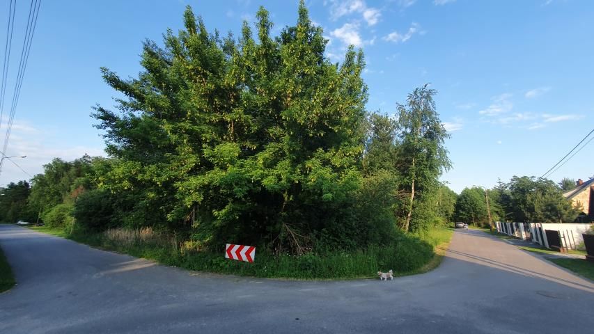 Działka leśna Celestynów, ul. Henryka Sienkiewicza. Zdjęcie 1