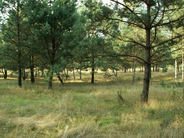 Działka rolno-budowlana Łowyń, ul. Leśna. Zdjęcie 8
