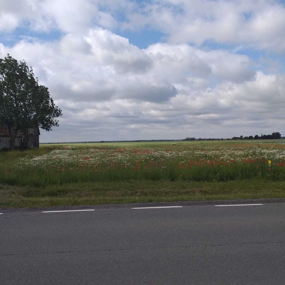 Działka rolno-budowlana Odechów. Zdjęcie 4