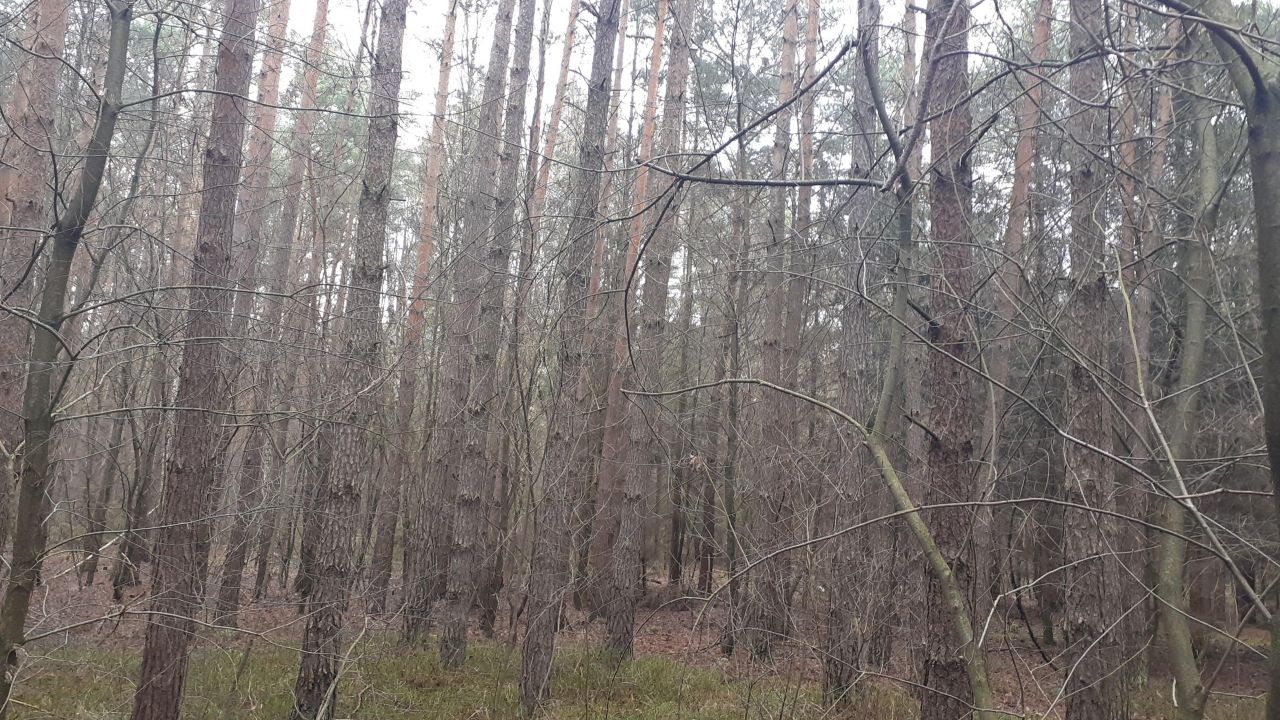 Działka leśna Polesie. Zdjęcie 4