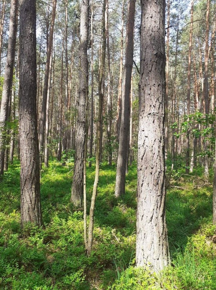 Działka leśna Mokre. Zdjęcie 2