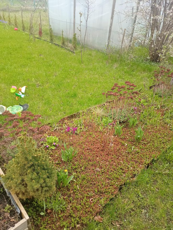 Działka rod Wrocław Psie Pole, ul. Bolesława Krzywoustego. Zdjęcie 12