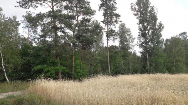 Działka leśna Chorzewa. Zdjęcie 1
