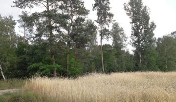 Działka leśna Chorzewa. Zdjęcie 1