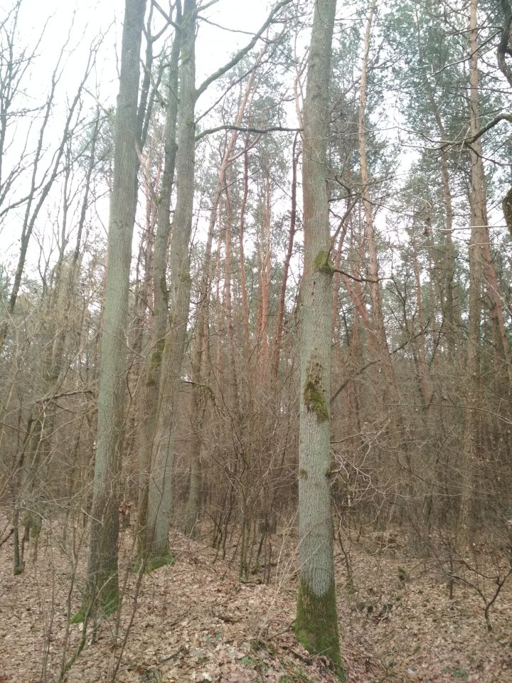 Działka leśna Wojszyn. Zdjęcie 12