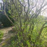 Działka rod Warszawa Targówek, ul. Janowiecka. Zdjęcie 1