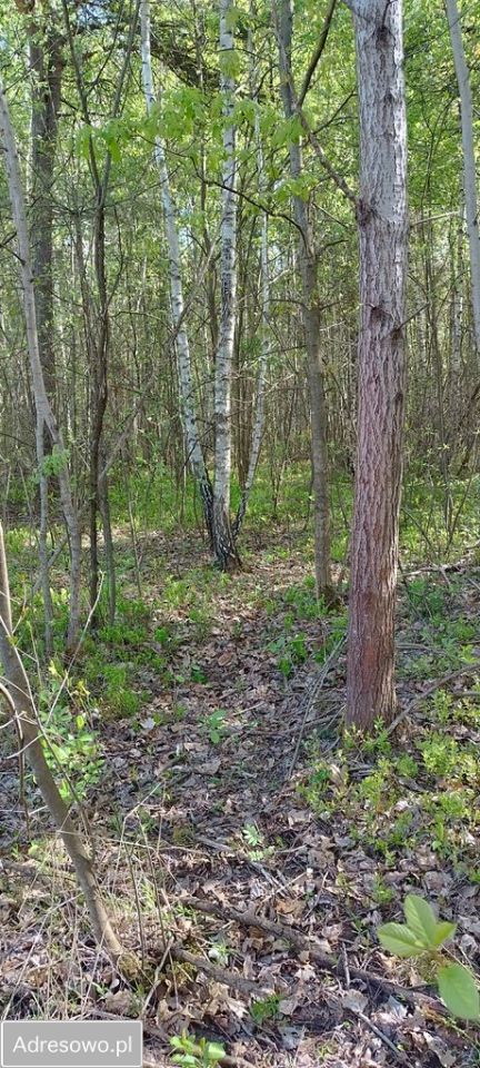 Działka leśna Ostrowiec Świętokrzyski, ul. Las Rzeczki. Zdjęcie 3