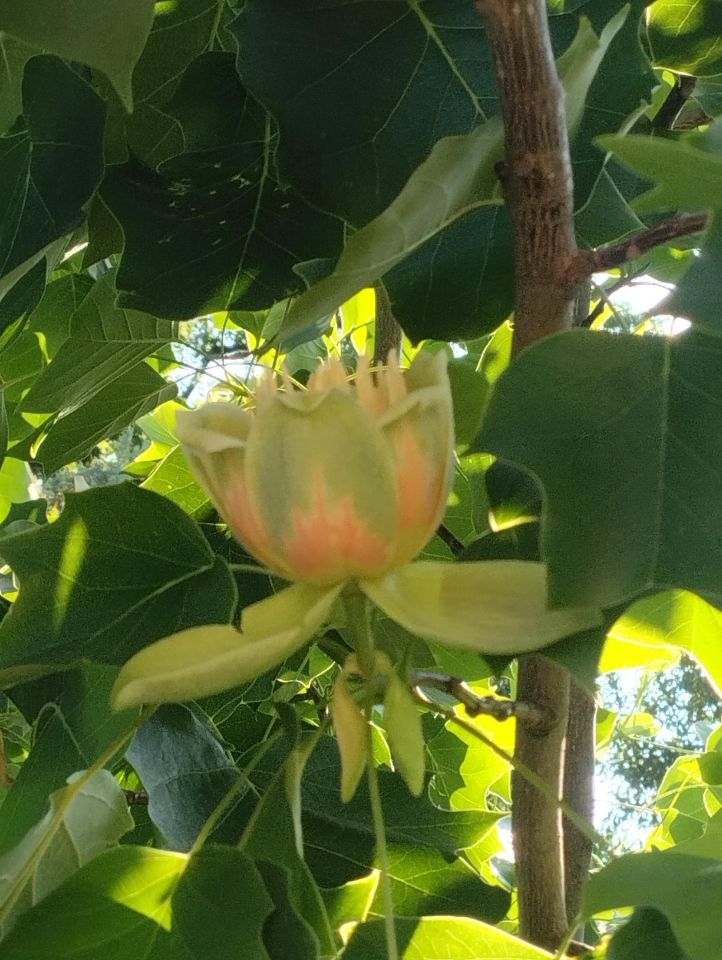 dom wolnostojący, 5 pokoi Toruń Grębocin nad Strugą, ul. Dojazd. Zdjęcie 8