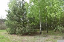 Działka leśna Pstrągi-Gniewoty. Zdjęcie 3