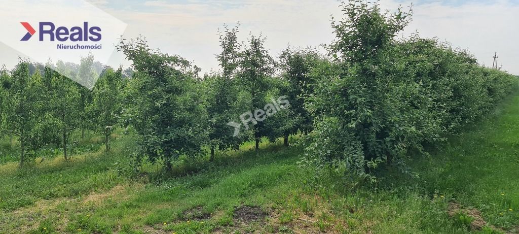 Działka rolna Budy Opożdżewskie. Zdjęcie 3