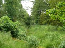 Działka rekreacyjna Złota. Zdjęcie 4