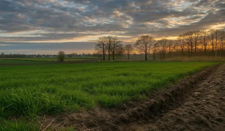 Działka budowlana Paniówki, ul. Gliwicka