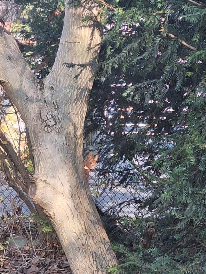 dom wolnostojący, 3 pokoje Pruszków Gąsin, ul. Wierzbowa. Zdjęcie 7