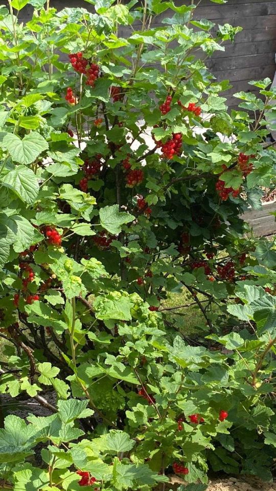 Działka rod Wągrowiec, ul. Gnieźnieńska. Zdjęcie 3