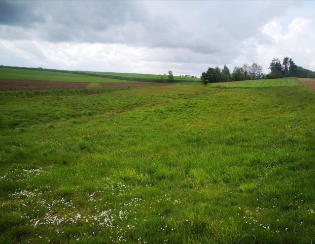 Działka rolna Darżyno. Zdjęcie 1