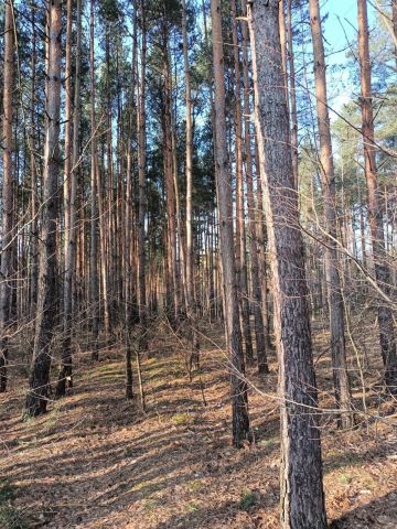 Działka leśna Lipianki. Zdjęcie 1