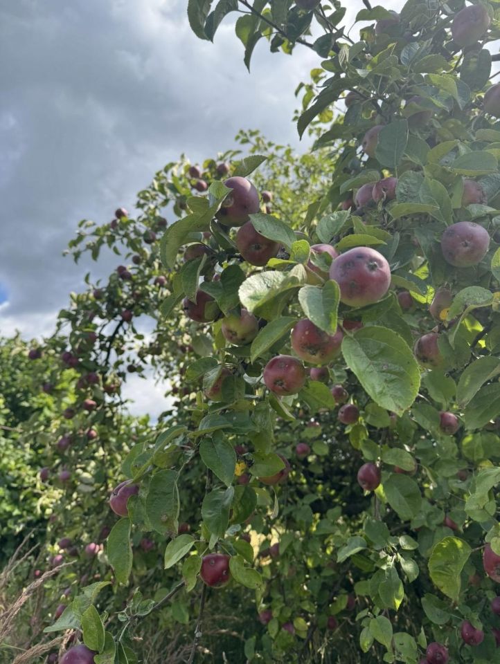 Działka rod Osiek, ul. św. Katarzyny. Zdjęcie 4