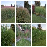 Działka rod Zielona Góra Jędrzychów. Zdjęcie 1