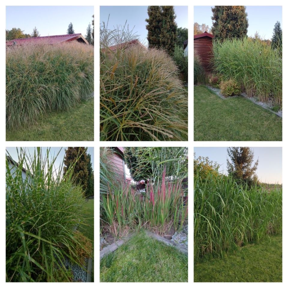 Działka rod Zielona Góra Jędrzychów. Zdjęcie 2