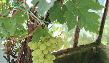 Działka rod Nowa Wieś Malborska