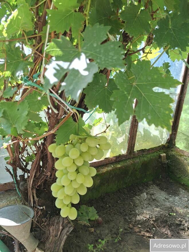 Działka rod Nowa Wieś Malborska. Zdjęcie 2