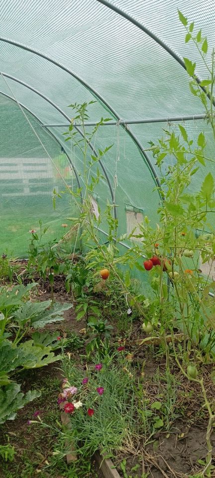 Działka rod Wrocław Ołtaszyn, ul. gen. Stefana Grota-Roweckiego. Zdjęcie 5