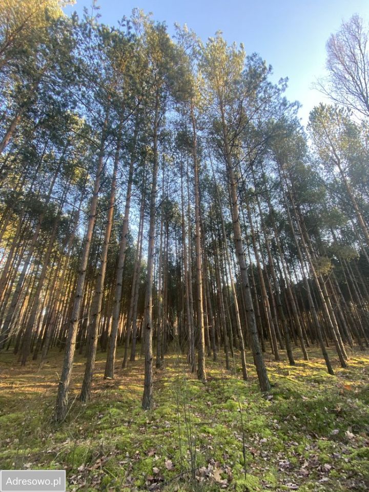 Działka rolno-budowlana Olszynki. Zdjęcie 5