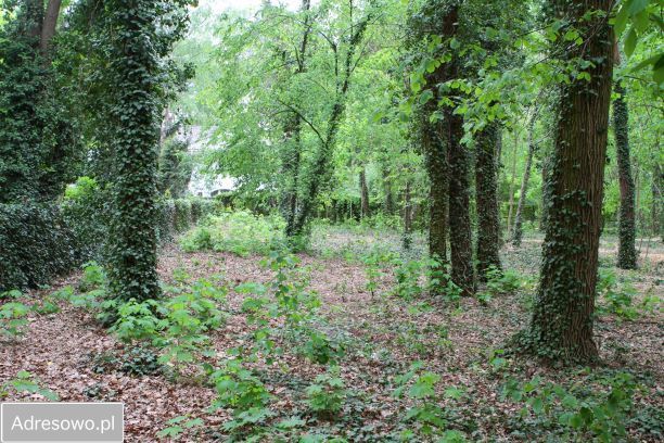 Działka budowlana Podkowa Leśna, ul. Wiewiórek. Zdjęcie 7